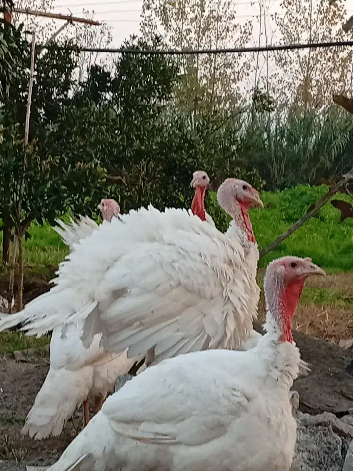 بوقلمون گوشتی|حیوانات مزرعه|کیاشهر, |دیوار