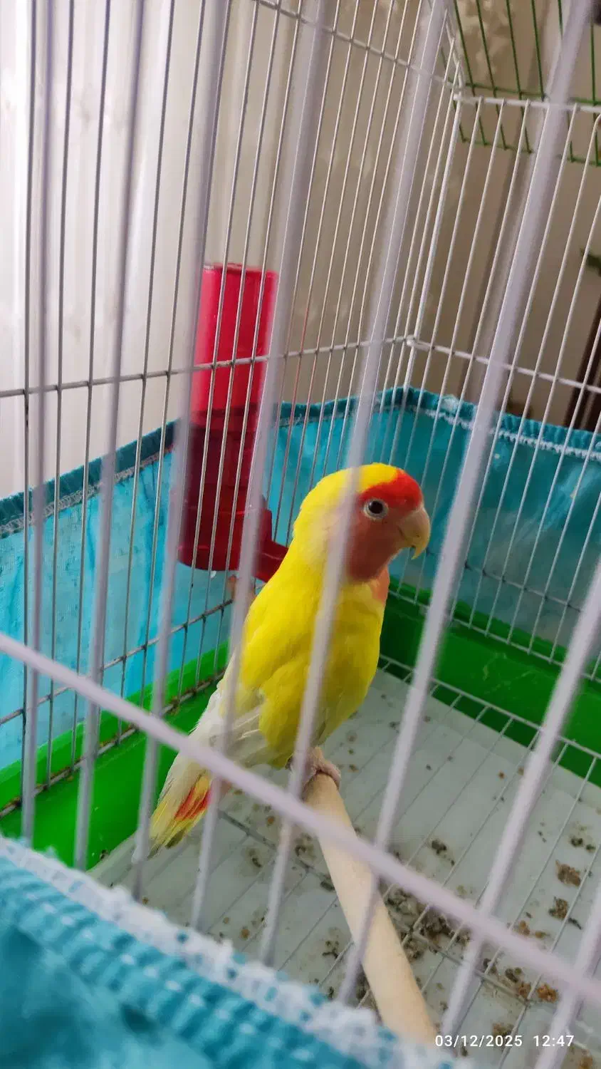 طوطی برزیلی نر سالم و خوشرنگ|پرنده|لنگرود, |دیوار
