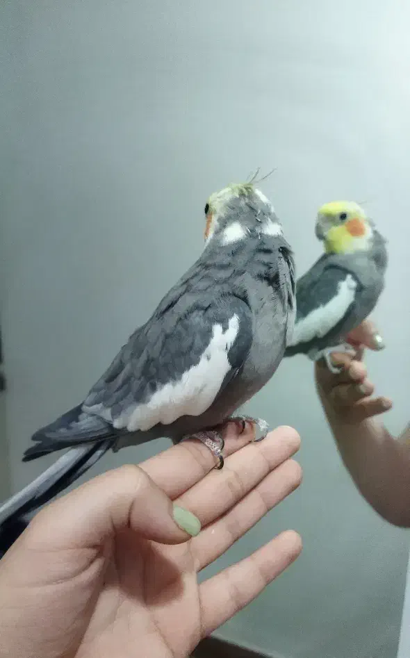 عروس هلندی سینامون نر|پرنده|رشت, پیرکلاچای|دیوار