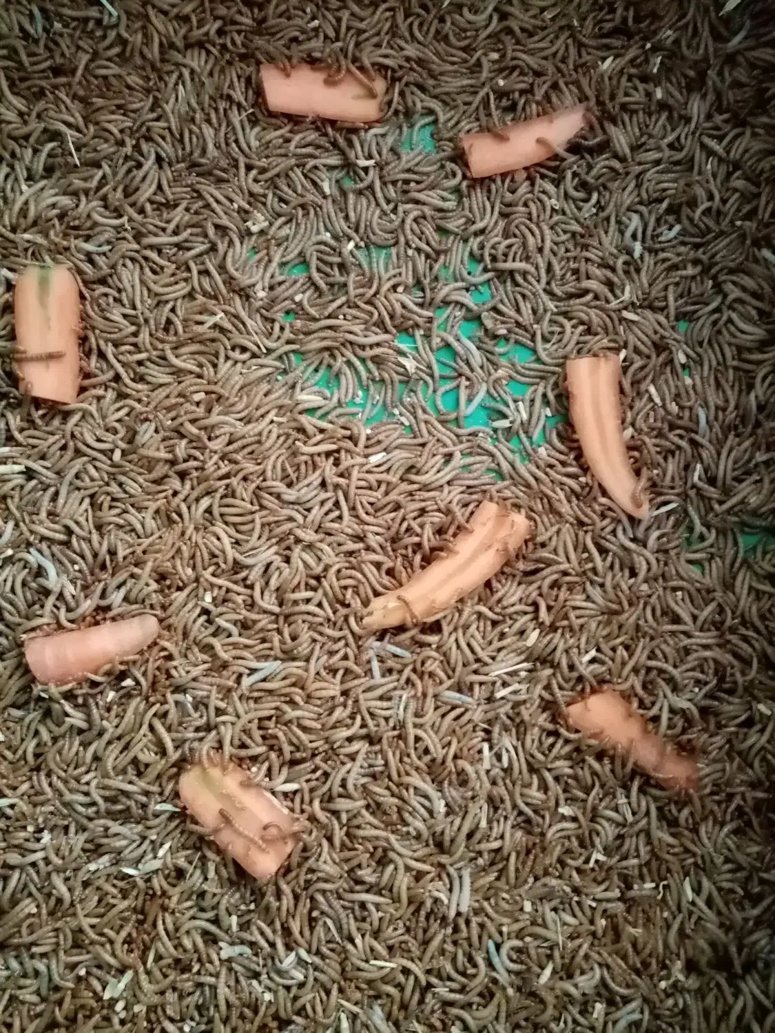 میلورم|خزنده|تهران, ده‌ونک|دیوار