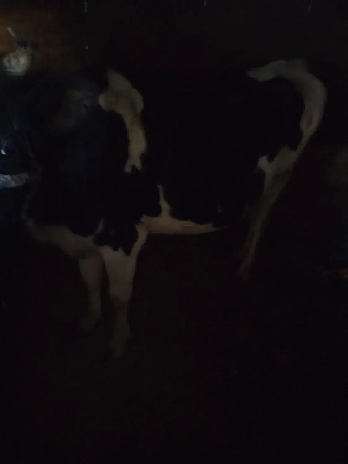 گاو|حیوانات مزرعه|ارمند, |دیوار