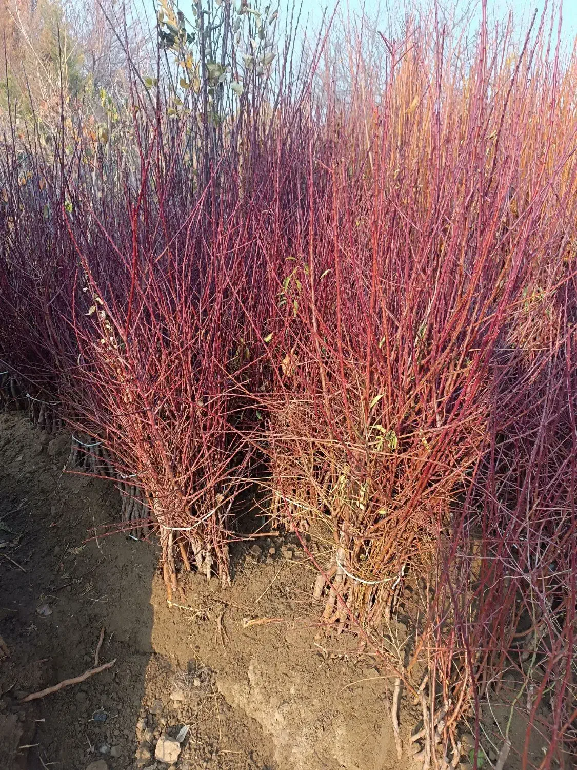 پسته پیوندی و رویشی|خدمات باغبانی و درختکاری|اصفهان, میرعماد|دیوار