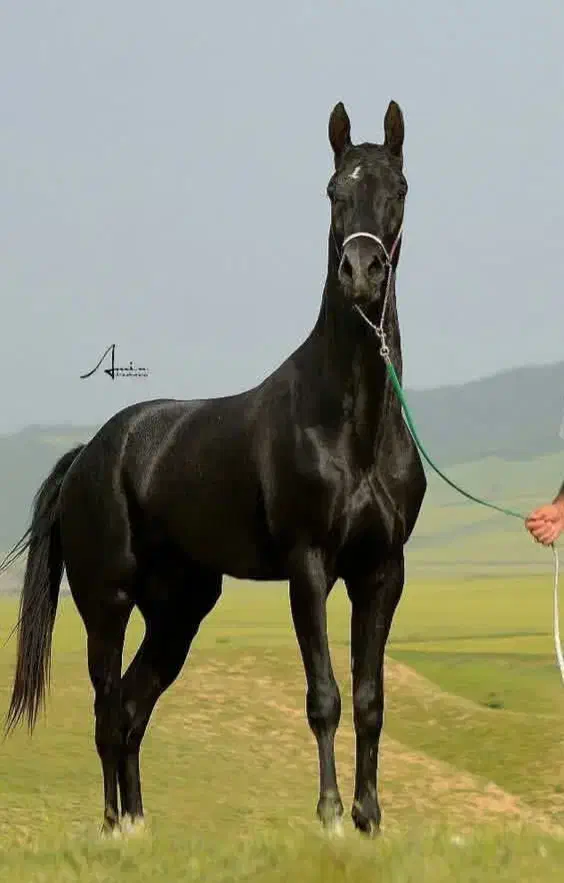 کره مادیان ۹ماهه از بهترین خط خونی آخال تکه ایران|اسب و تجهیزات اسب‌سواری|کرج, جهان‌شهر|دیوار