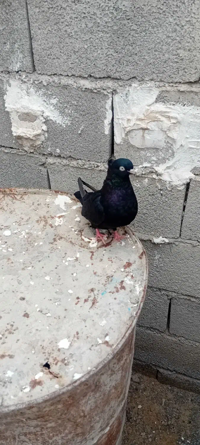 زاق|پرنده|شوش, |دیوار