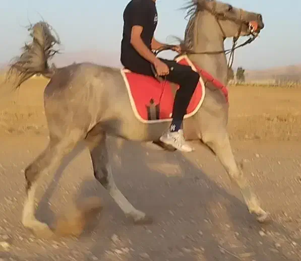 اسب نریان شش دانگ|اسب و تجهیزات اسب‌سواری|شیراز, احمدآباد|دیوار