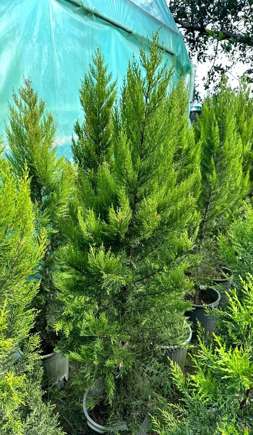 درختچه زینتی کاج لاوسون شمشاد انواع گل باغچه ای|گل و گیاه طبیعی|محمودآباد, |دیوار