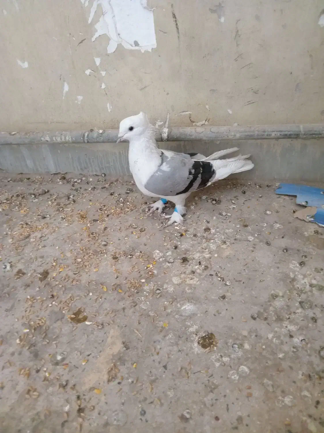 دوکت ملاثانی|پرنده|باوی, |دیوار