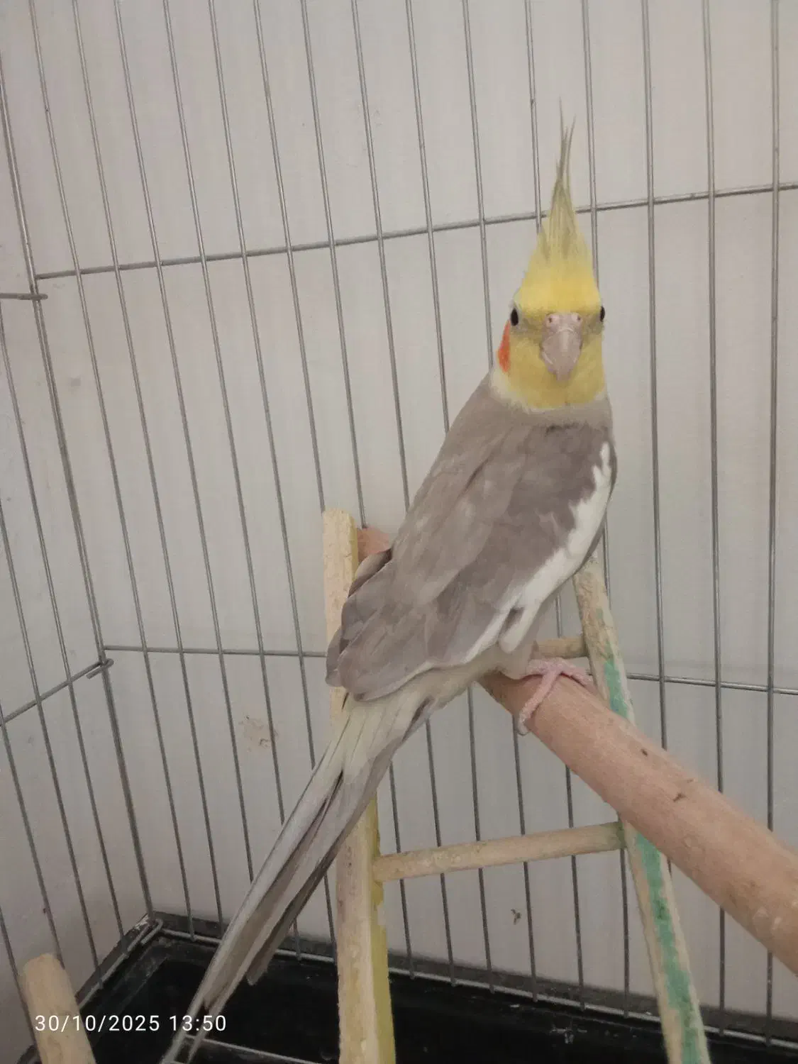 یک جفت عروس هلند سالم نر ماده|پرنده|شبستر, |دیوار