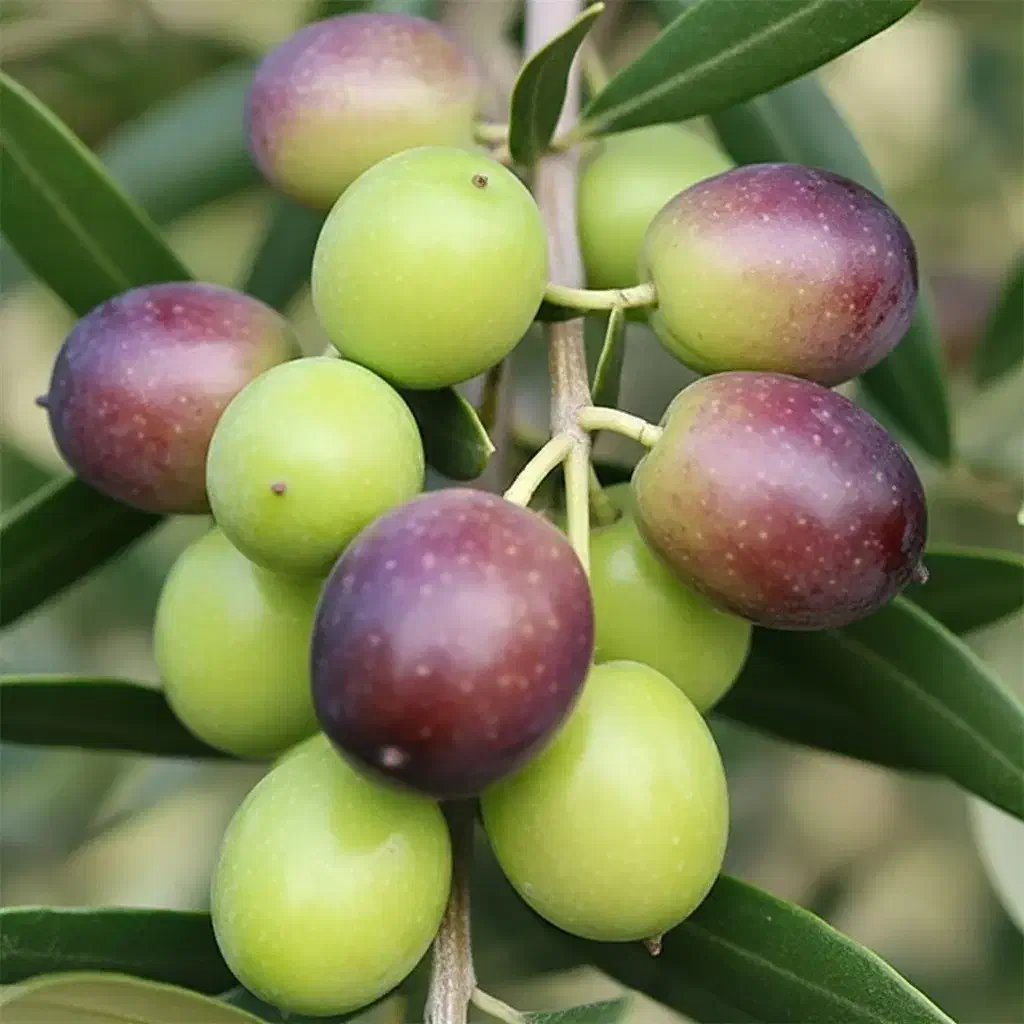 با تخفیف ویژه و هدیه برای خریداران امروز|خدمات باغبانی و درختکاری|فیروزآباد (فارس), |دیوار