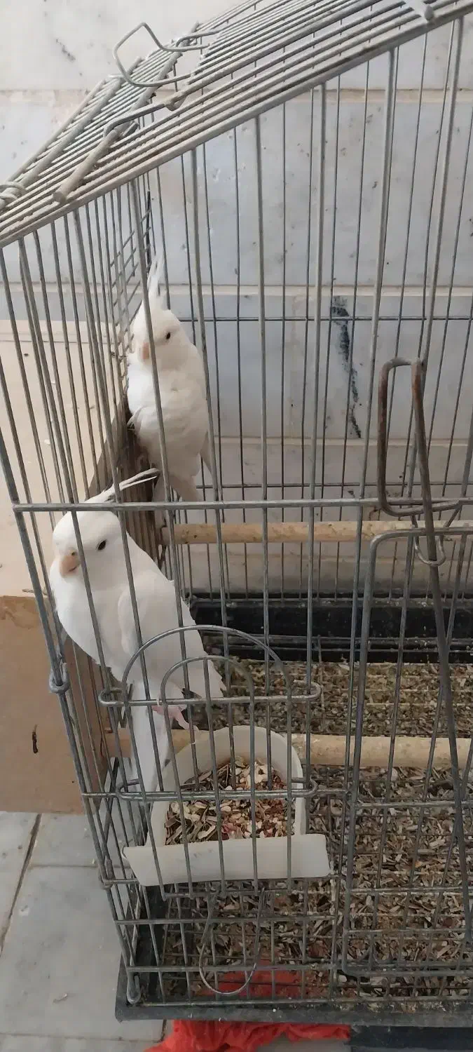 عروس هلندی|پرنده|اردکان, |دیوار