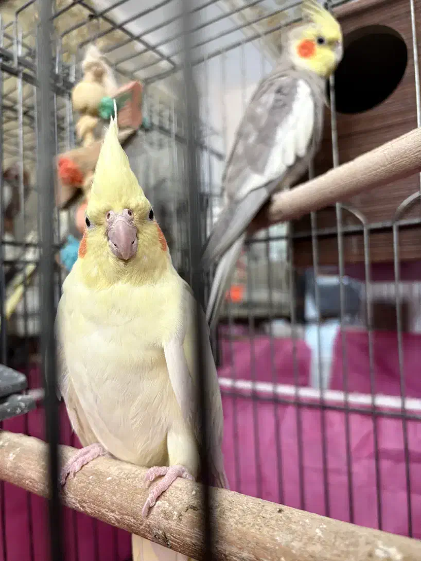 عروس علندی جفت|پرنده|فردیس, شهرک هفده شهریور|دیوار