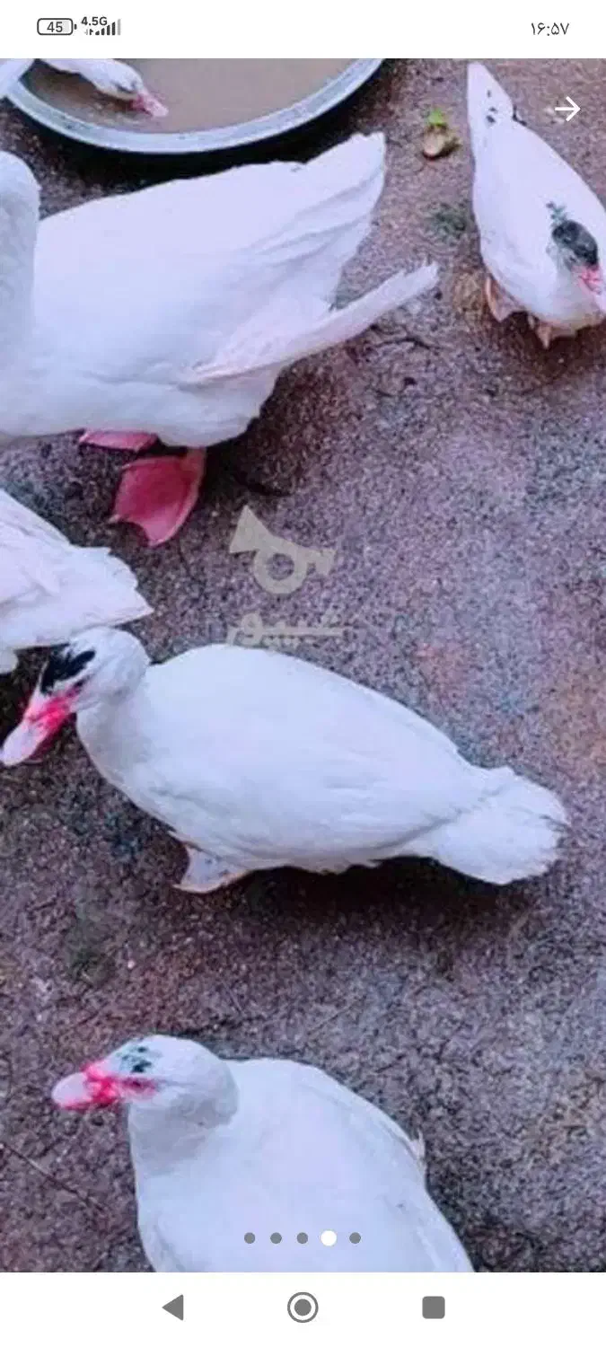 فروش اردک اسراییلی روسی|حیوانات مزرعه|سورک, |دیوار