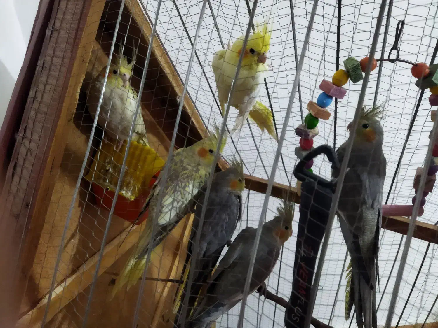 عروس هلندی|پرنده|خاوران, |دیوار