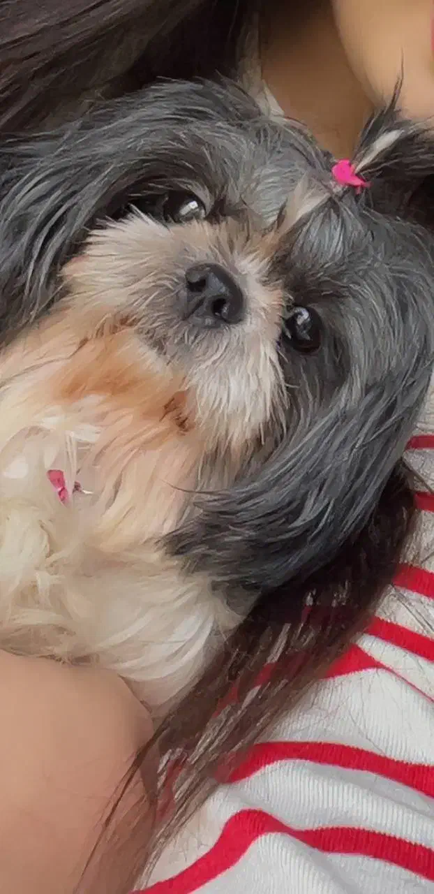 شیتزو|سگ|ابهر, |دیوار