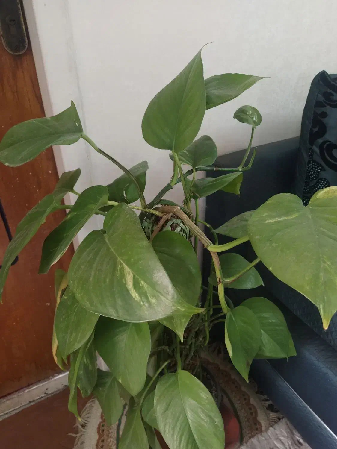 پتوس و انواع گیاهان اپارتمانی|گل و گیاه طبیعی|بندر ماهشهر, |دیوار