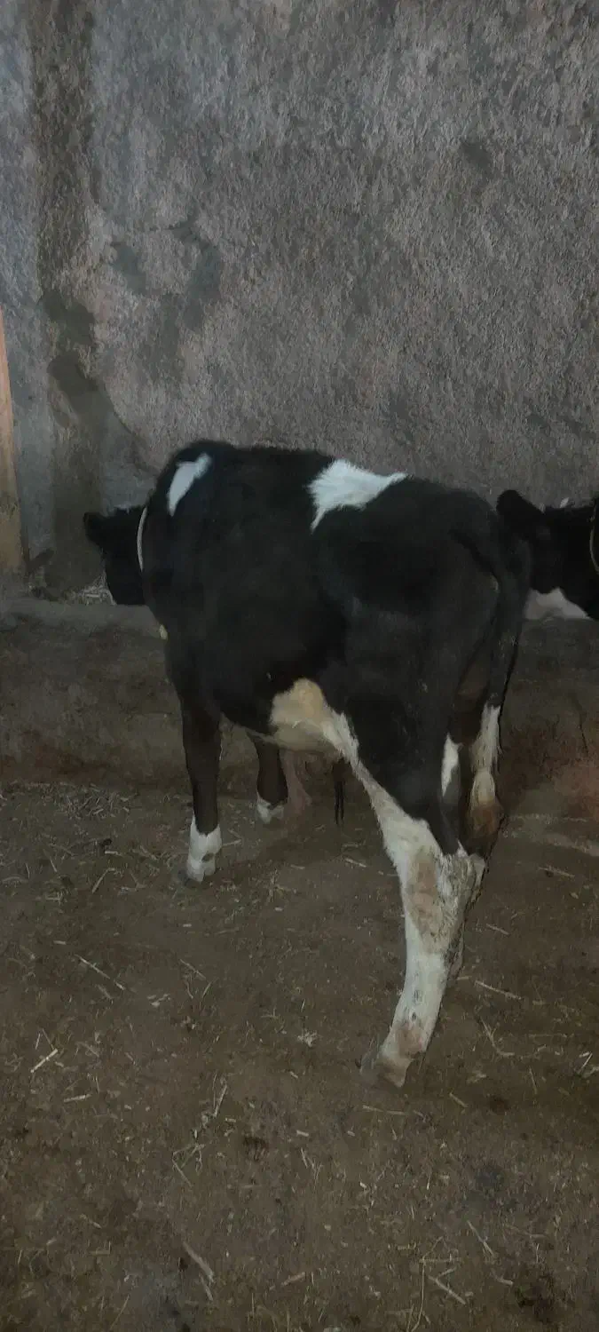 گوساله نر|حیوانات مزرعه|مهربان, |دیوار