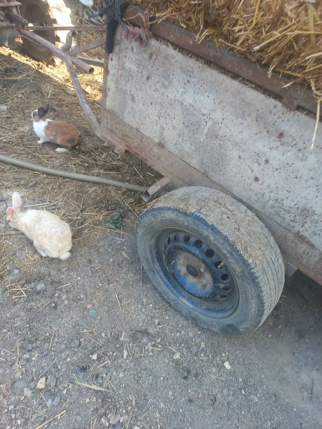 خرگوش|موش و خرگوش|گرگان, |دیوار