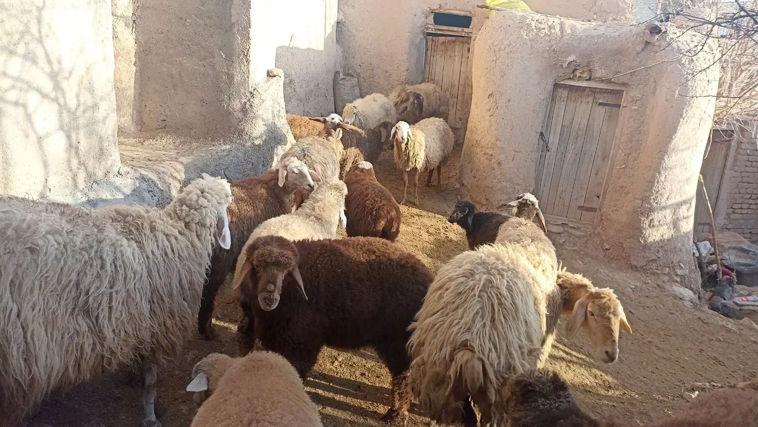 گوسفند|حیوانات مزرعه|فاروج, |دیوار