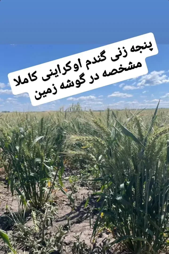 بذر گندم اکراینی آبی  تولید۲۰۲۵|خدمات باغبانی و درختکاری|مریوان, |دیوار