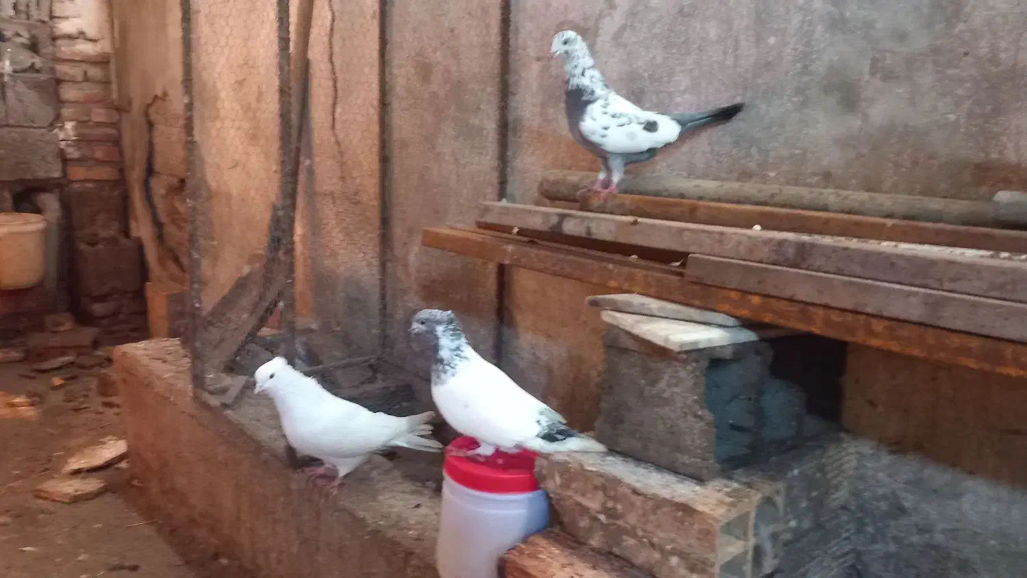 فروشی کبوترهای زیبا ونژاد دار|پرنده|قائم‌شهر, |دیوار