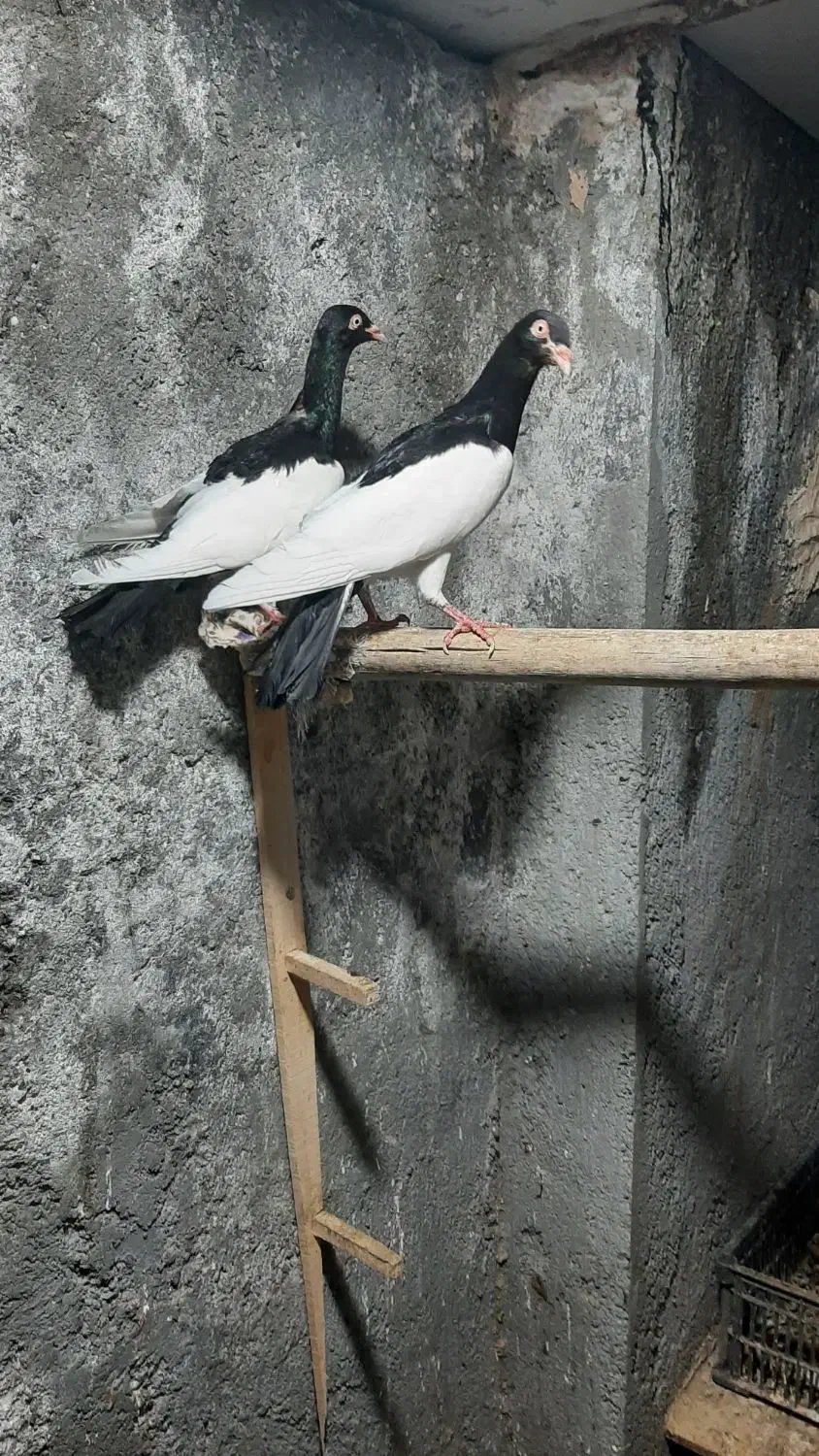 یهودی آس|پرنده|مه ولات, |دیوار