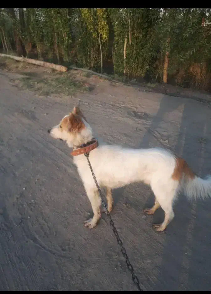 مژدگانی به یابنده سگ|حیوانات|بروجرد, |دیوار