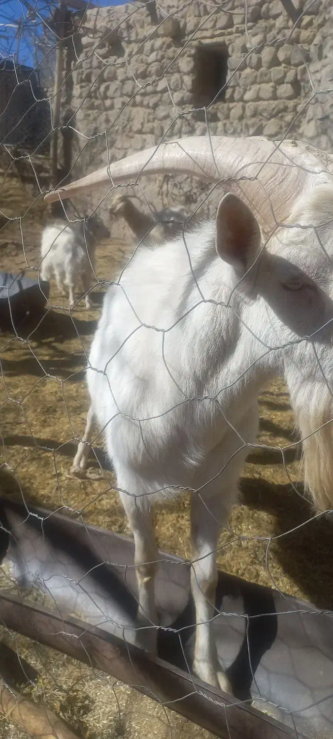 فروش نربز سانن فرانسه|حیوانات مزرعه|بافت, |دیوار