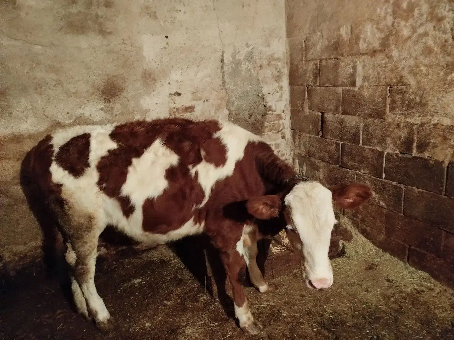 گوساله ماده|حیوانات مزرعه|کوهرنگ, |دیوار