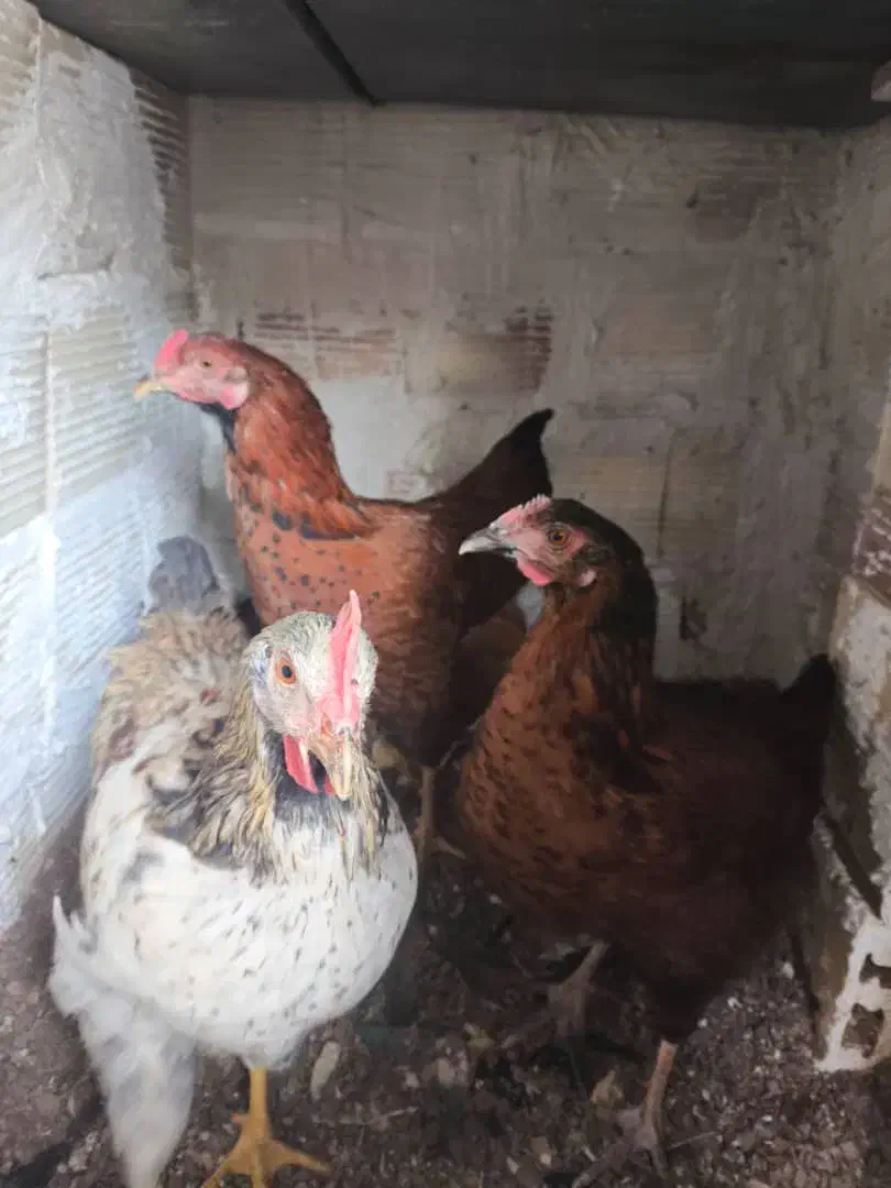مرغ محلی تخمگذار و خروس محلی|حیوانات مزرعه|وحیدیه, |دیوار