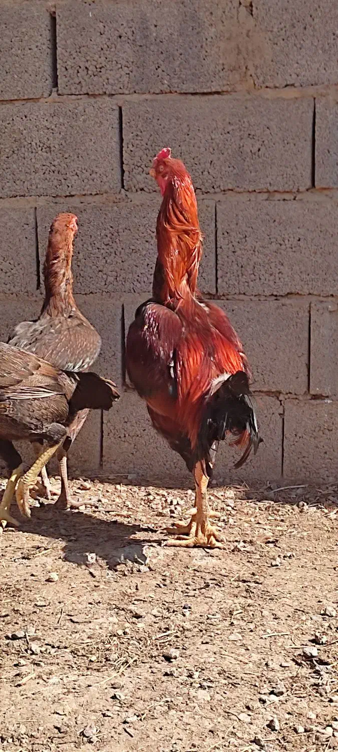 دو عدد خروس لاری و چند عدد مرغ لاری اصیل|حیوانات مزرعه|خسروشاه, |دیوار