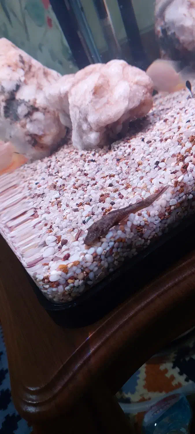 لجن خوار L59|ماهی|قم, بکایی|دیوار