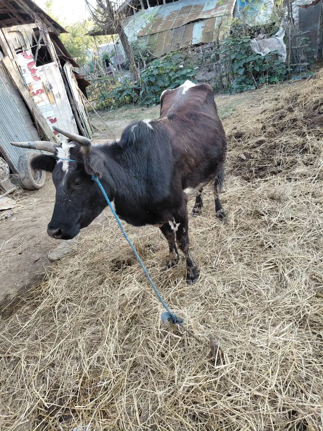 گاو به همراه گوساله|حیوانات مزرعه|آستانه اشرفیه, |دیوار