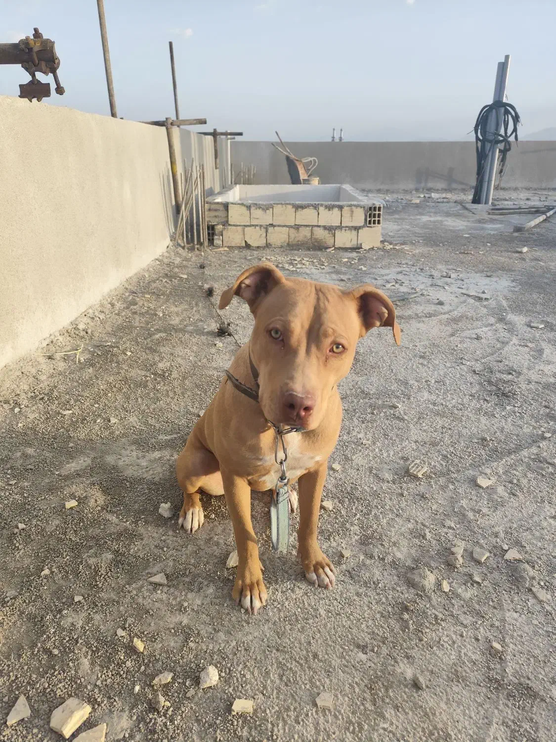 سگ پیت بول تریر|سگ|آباده, |دیوار