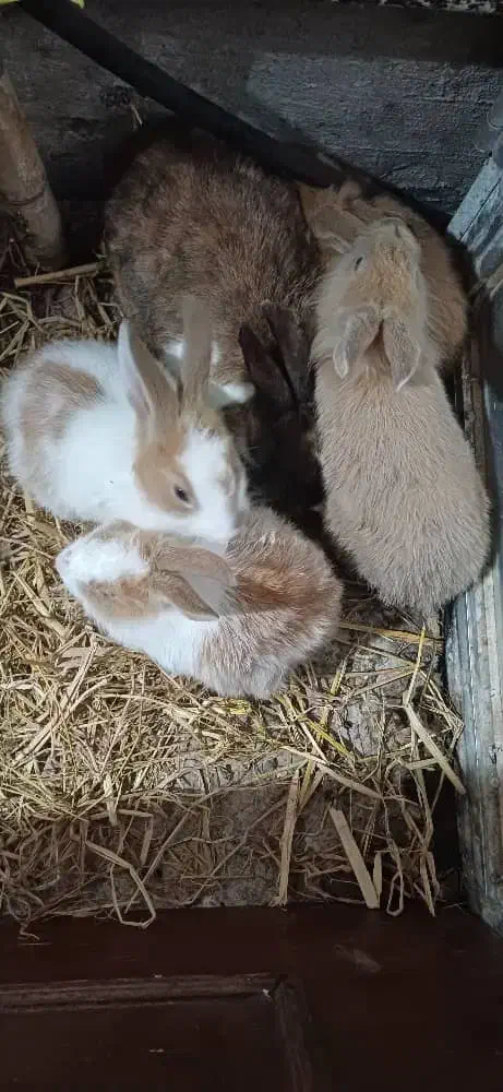 خرگوش|موش و خرگوش|سنگر, |دیوار