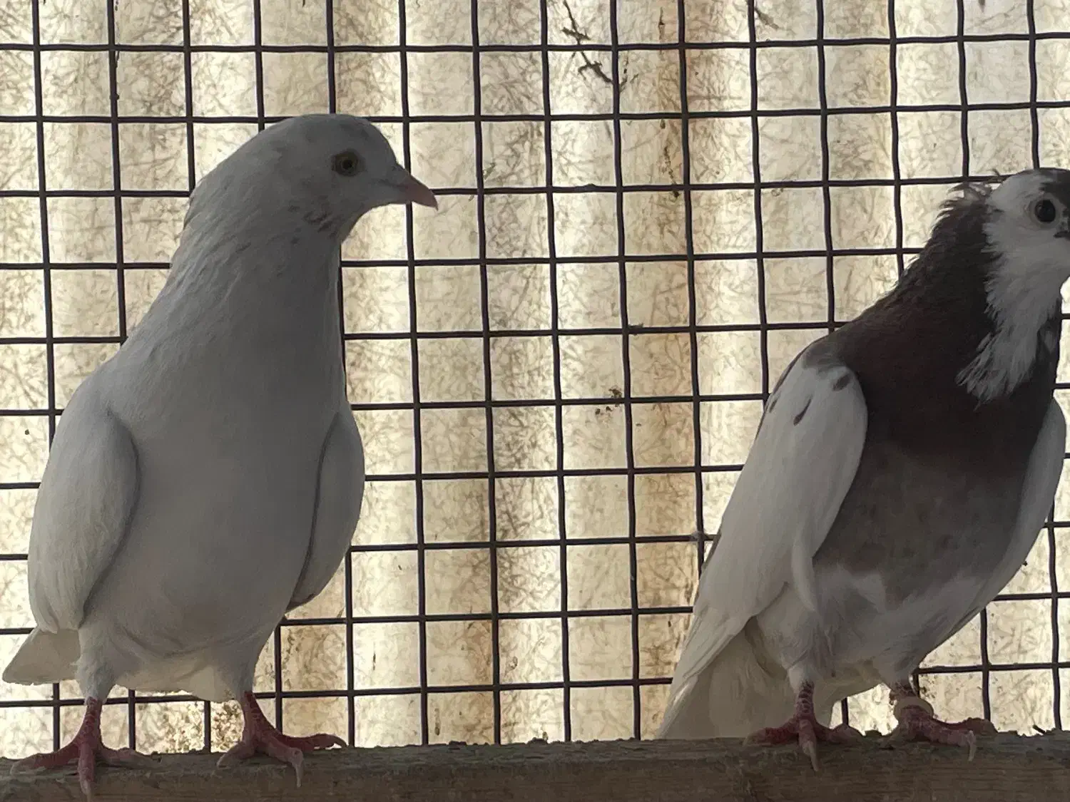 کبوتراصیل تیپلر انگلیسی|پرنده|تهران, شهرک آزادی|دیوار