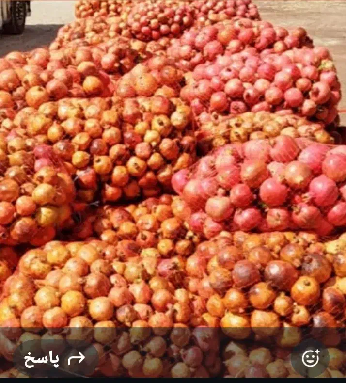 خریدار انار توری ودو۲|خدمات باغبانی و درختکاری|داراب, |دیوار