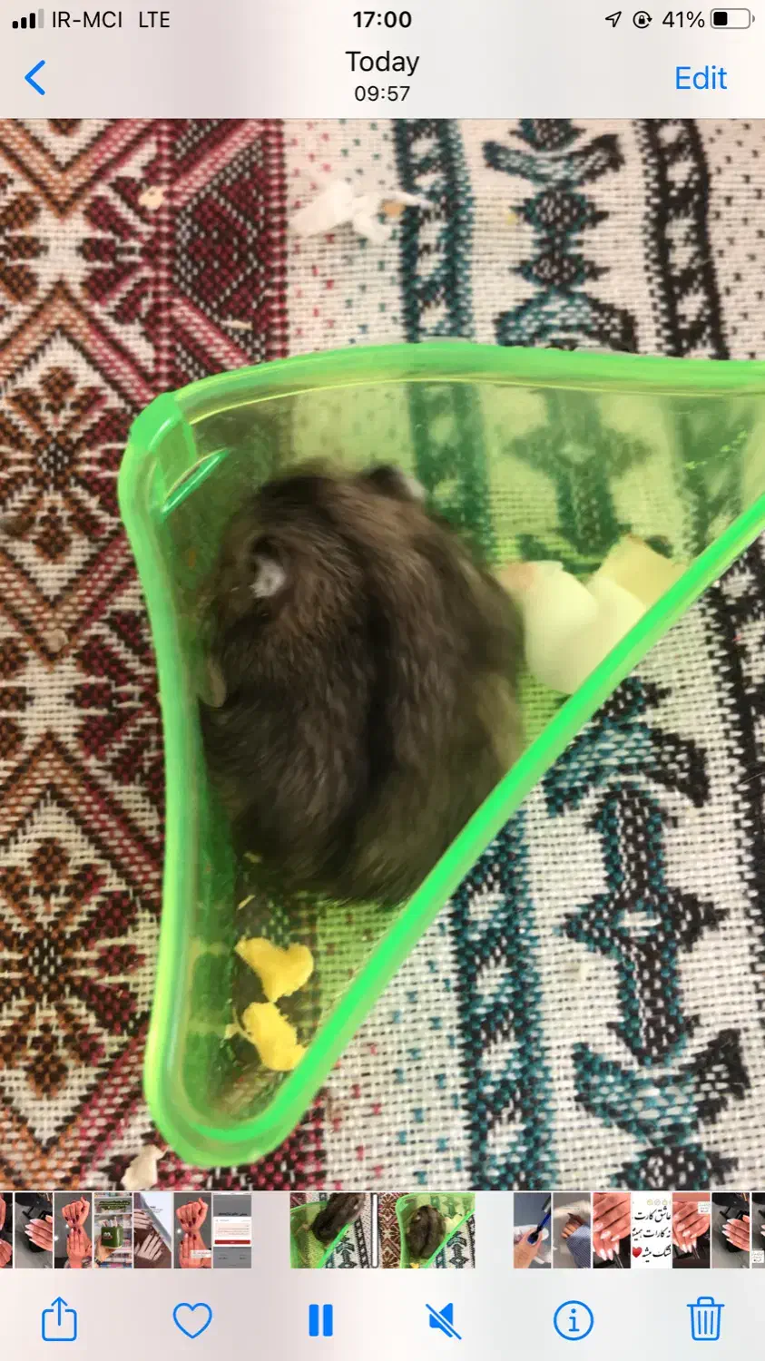 همستر|موش و خرگوش|ایلام, |دیوار