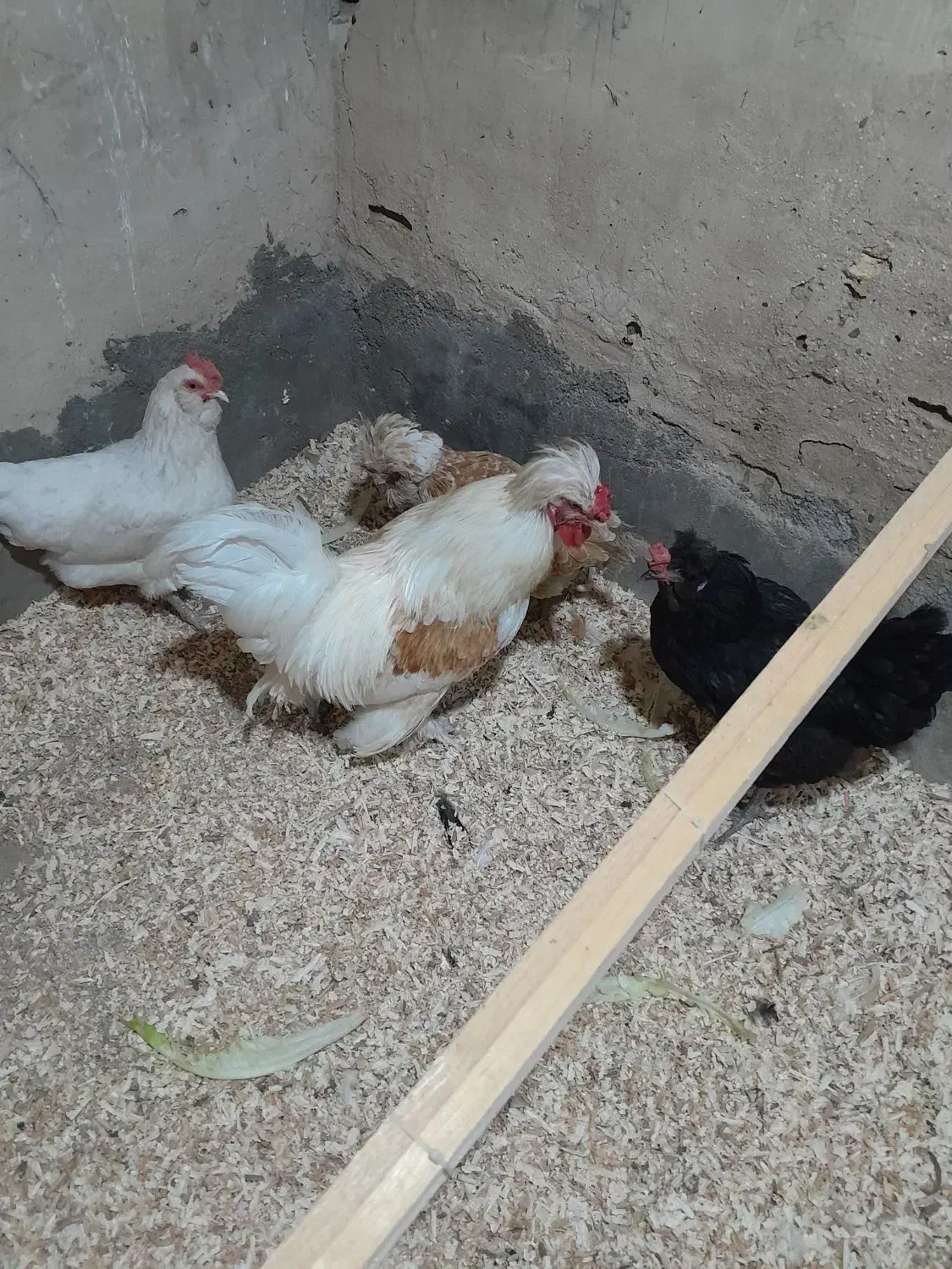 مرغ وخروس|حیوانات مزرعه|محمدشهر, شهرک چمران|دیوار