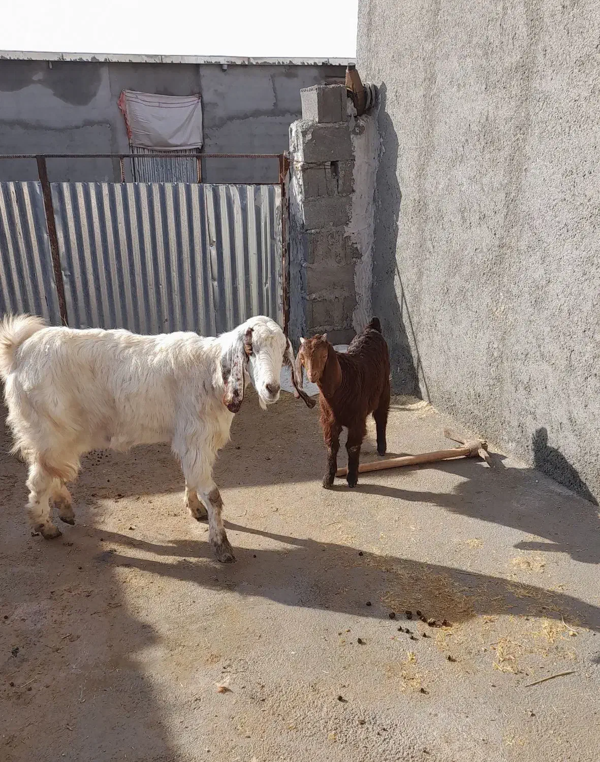 بزو بزغاله|حیوانات مزرعه|شیروان (خراسان), |دیوار