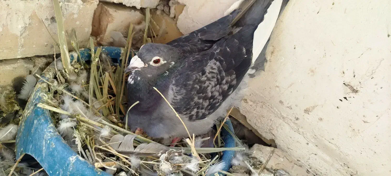 بهترین نسل|پرنده|زاوه, |دیوار