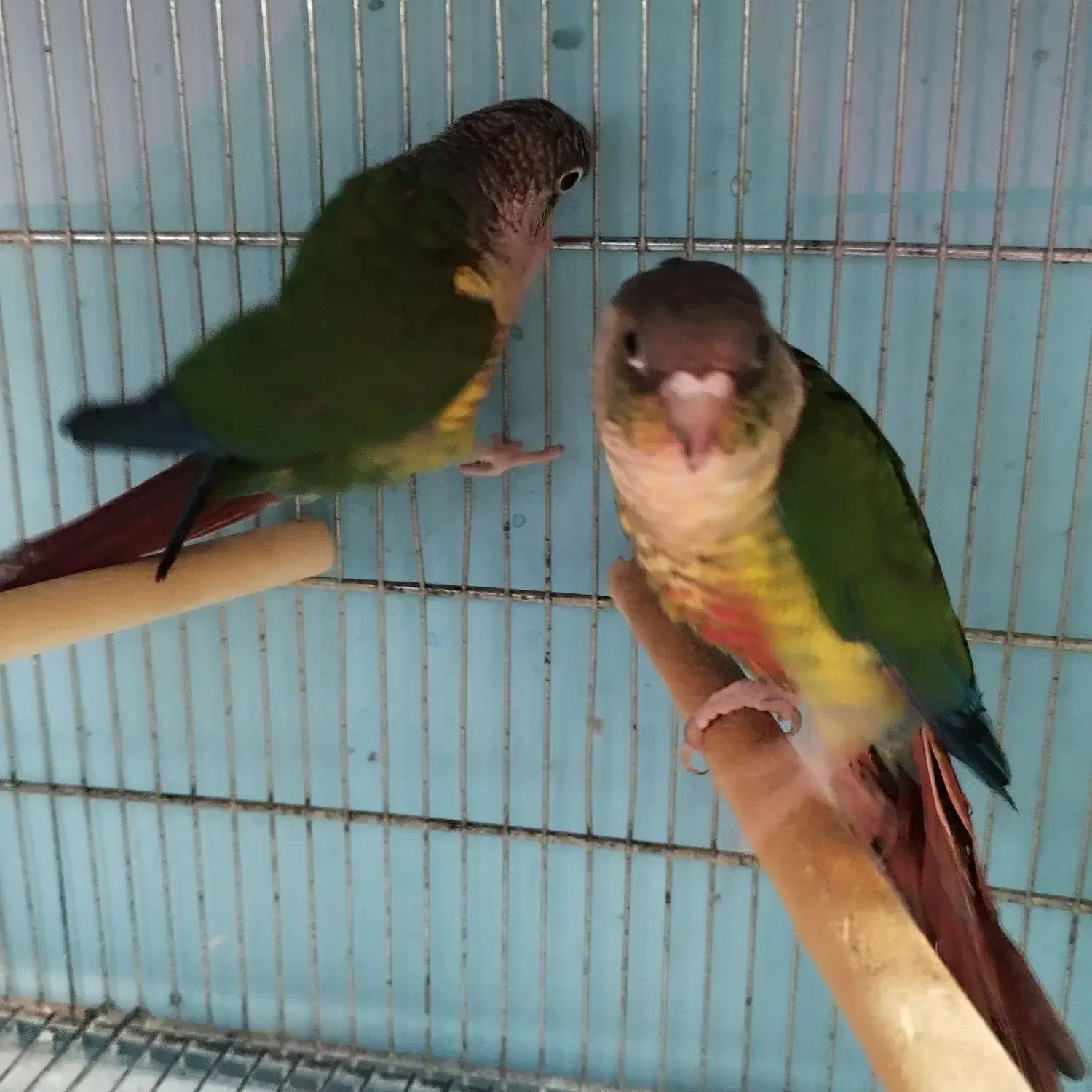 گرینچک جفت مولد رنگهای مختلف دهن جور|پرنده|رباطکریم, رباطکریم|دیوار