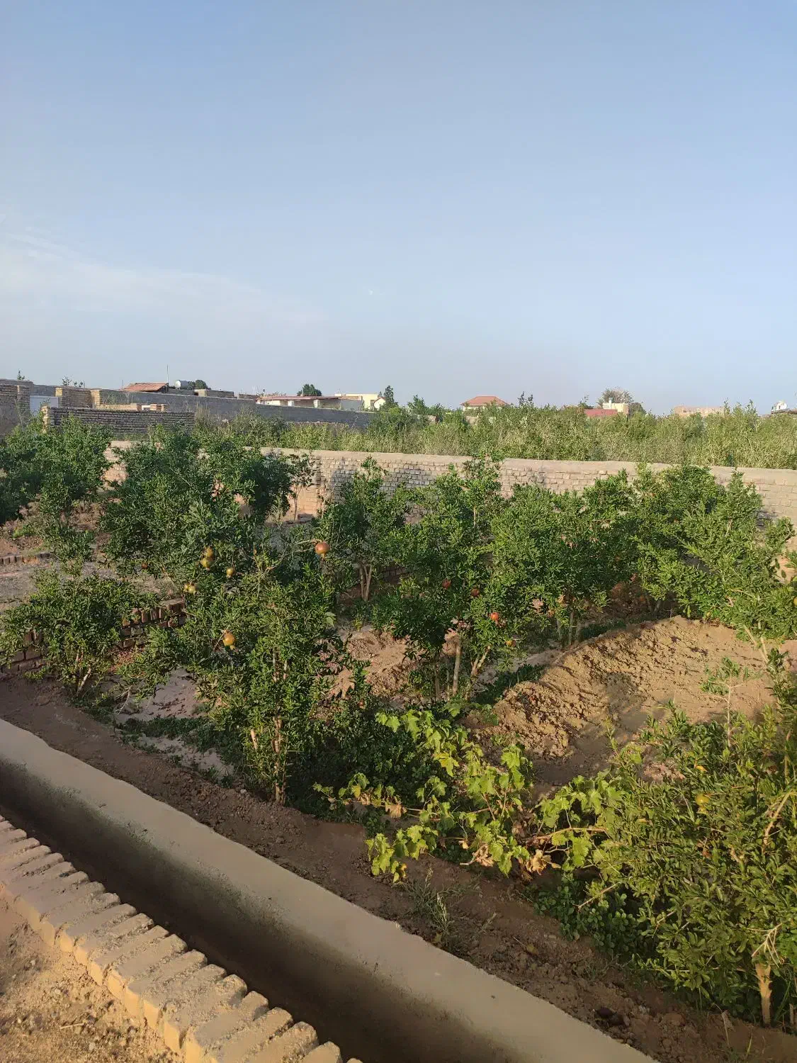 باغ اناری فروشی|فروش زمین و ملک کلنگی|سبزوار, خسروجرد|دیوار