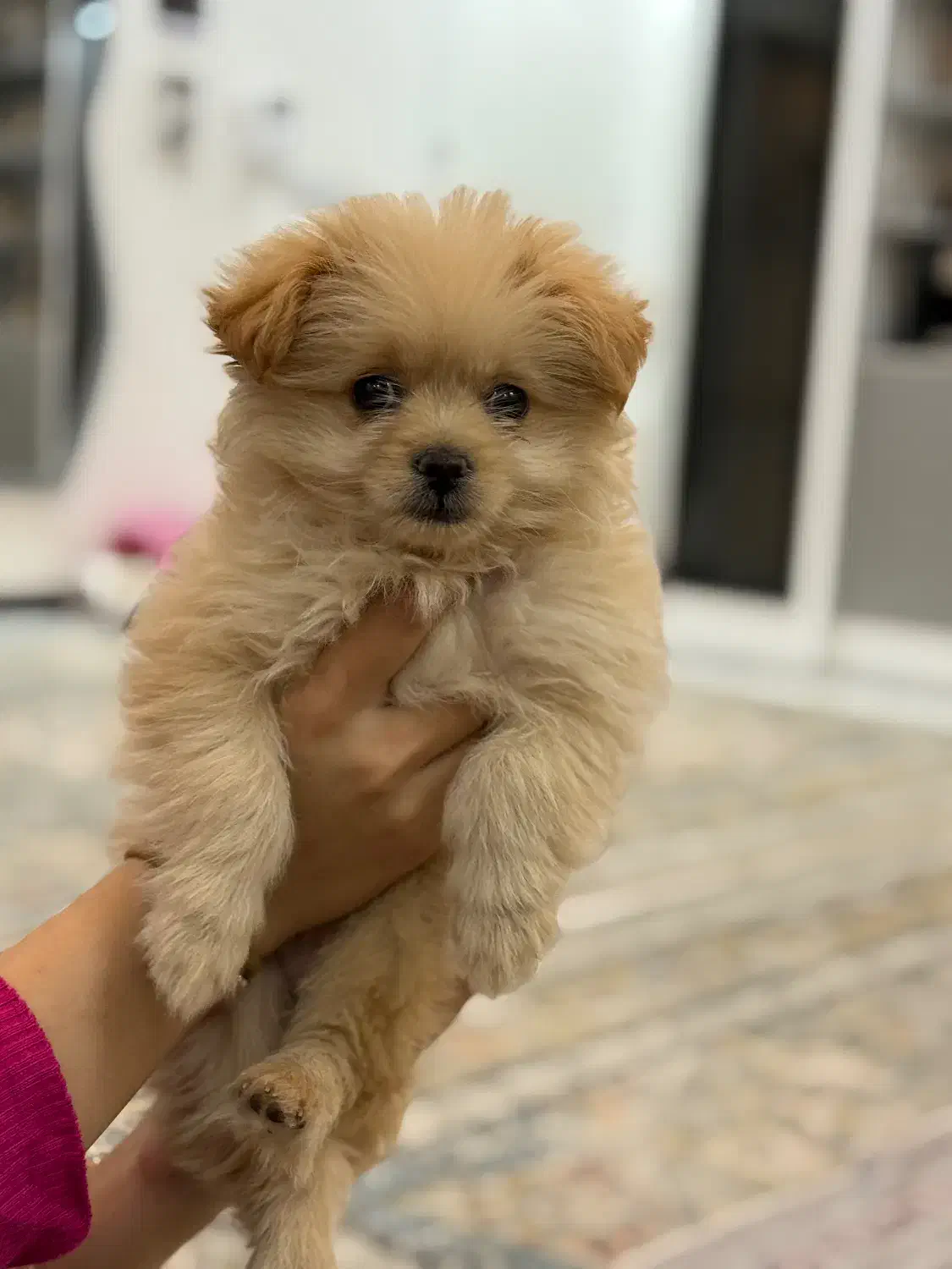 سگ عروسکی|سگ|مشهد, امیر|دیوار