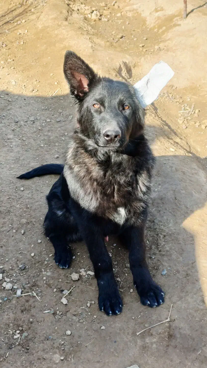 ژرمن ورک،رنگ سیبل،نر|سگ|قلعه نو, |دیوار