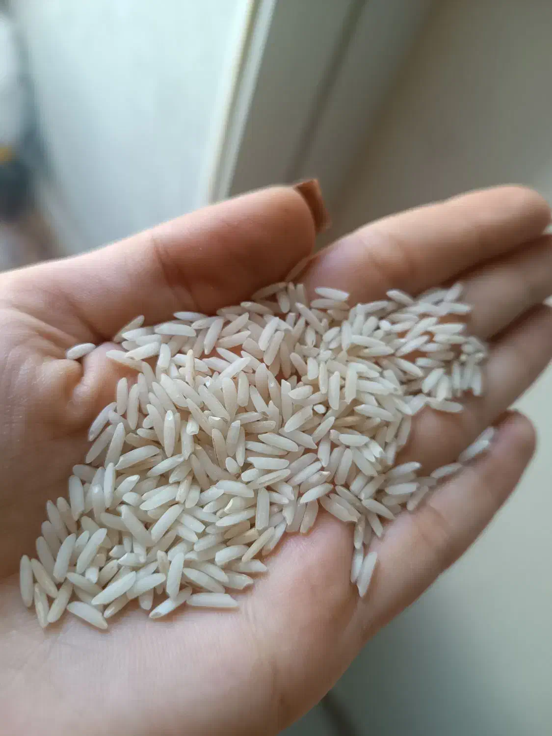 برنج زرد دم|خوردنی و آشامیدنی|رشت, نظری|دیوار