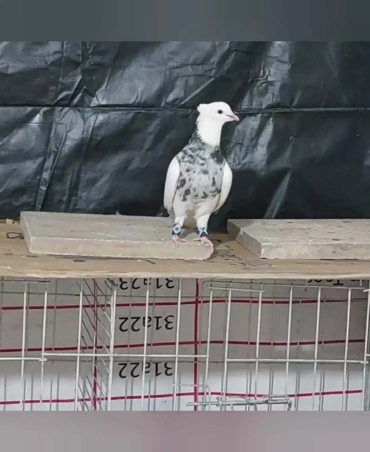 طوقی|پرنده|آبادان, |دیوار