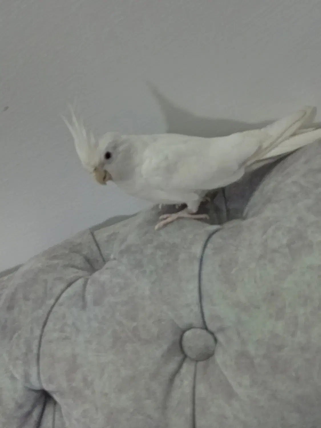 عروس هلندی|پرنده|اسلام‌شهر, شهرک سعیدیه|دیوار