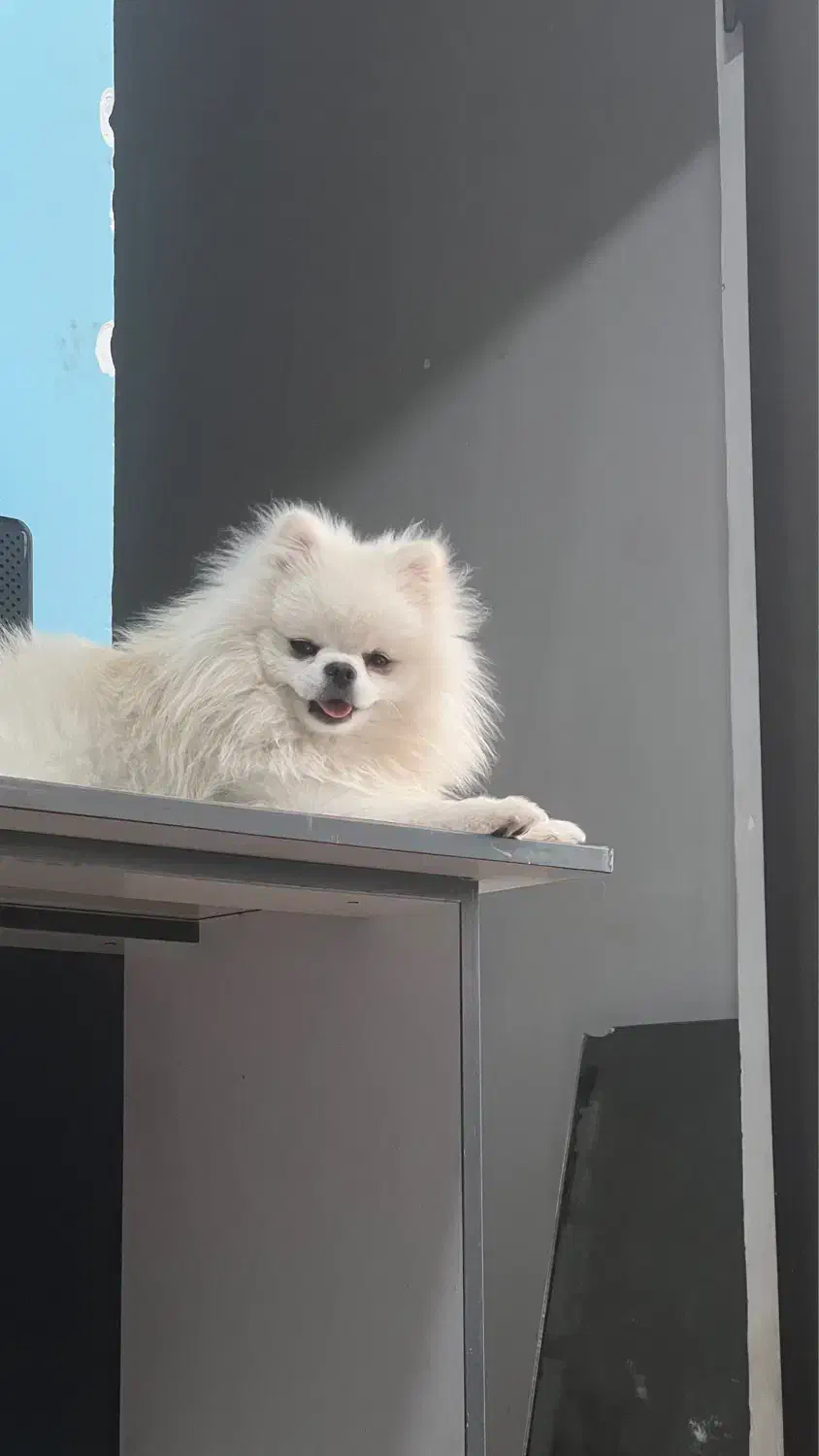 گمشده نژاد پامر|حیوانات|کرمان, |دیوار