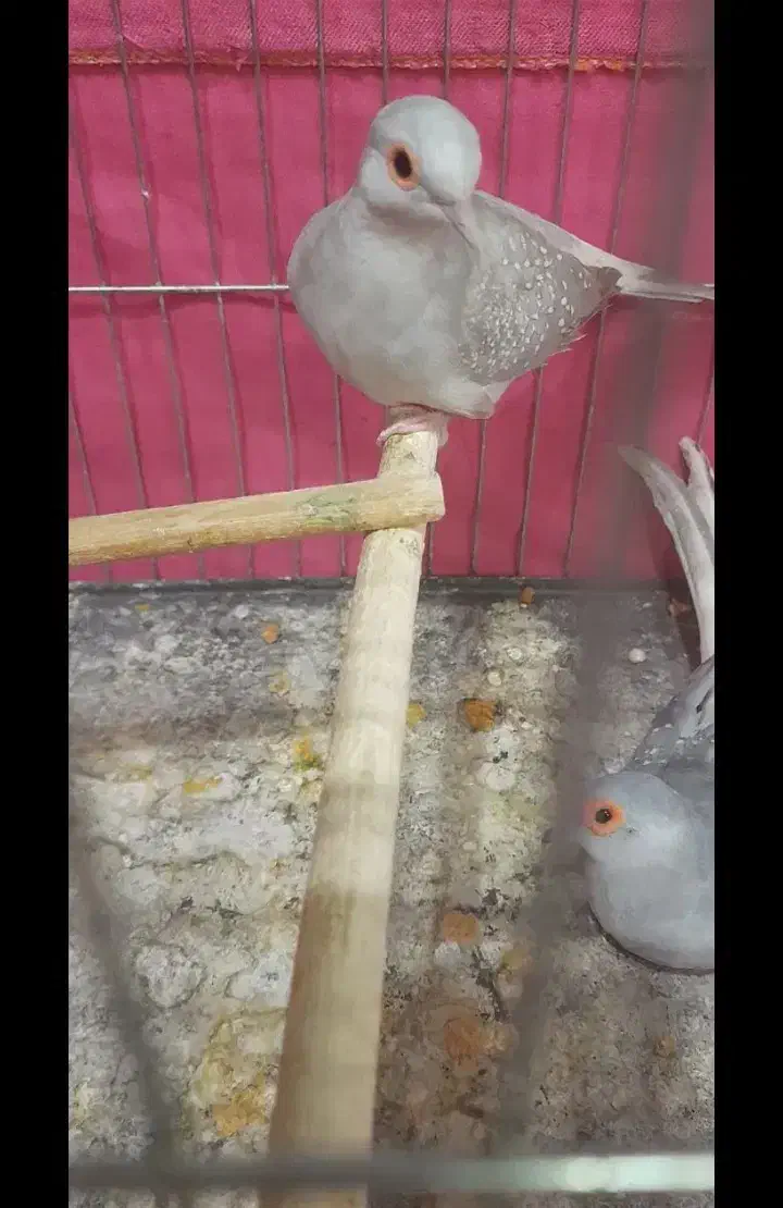 کبوتر الماسی چینی|پرنده|اردبیل, |دیوار