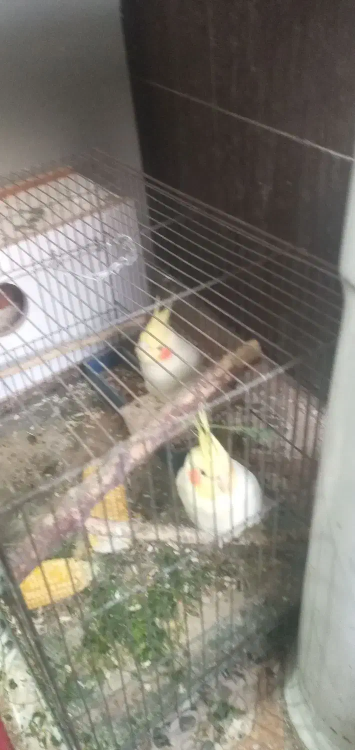 عروس هلندی|پرنده|بندر ماهشهر, |دیوار